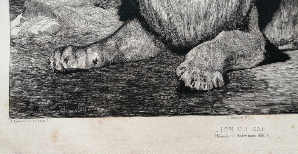 Lançon Lion du Cap (1880)