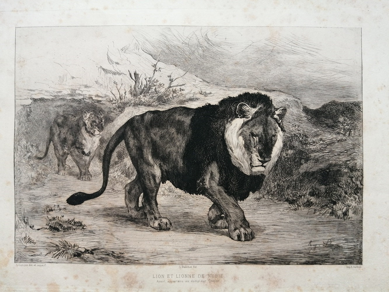 Lançon Lion et lionne de Nubie (1882)