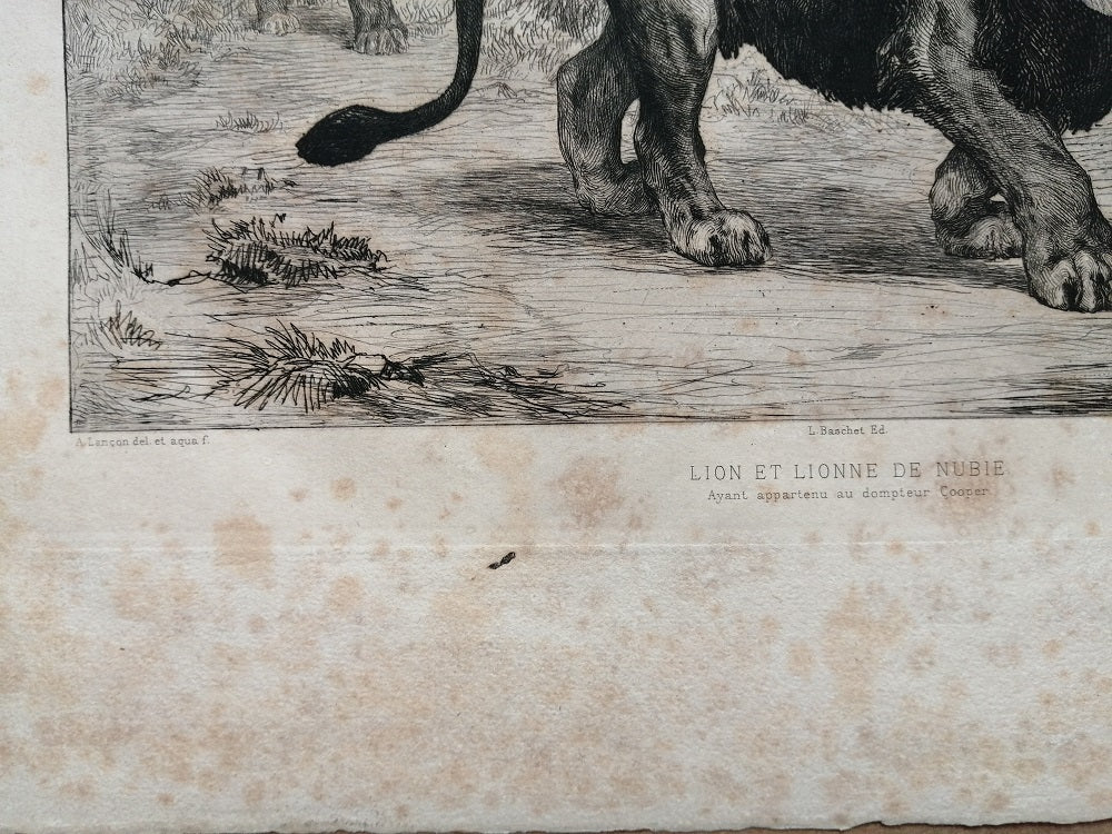 Lançon Lion et lionne de Nubie (1882)