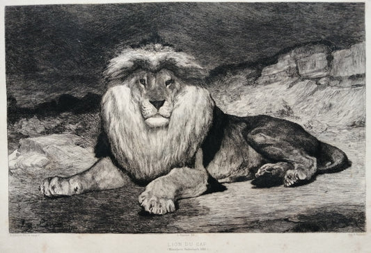 Lançon Lion du Cap (1880)
