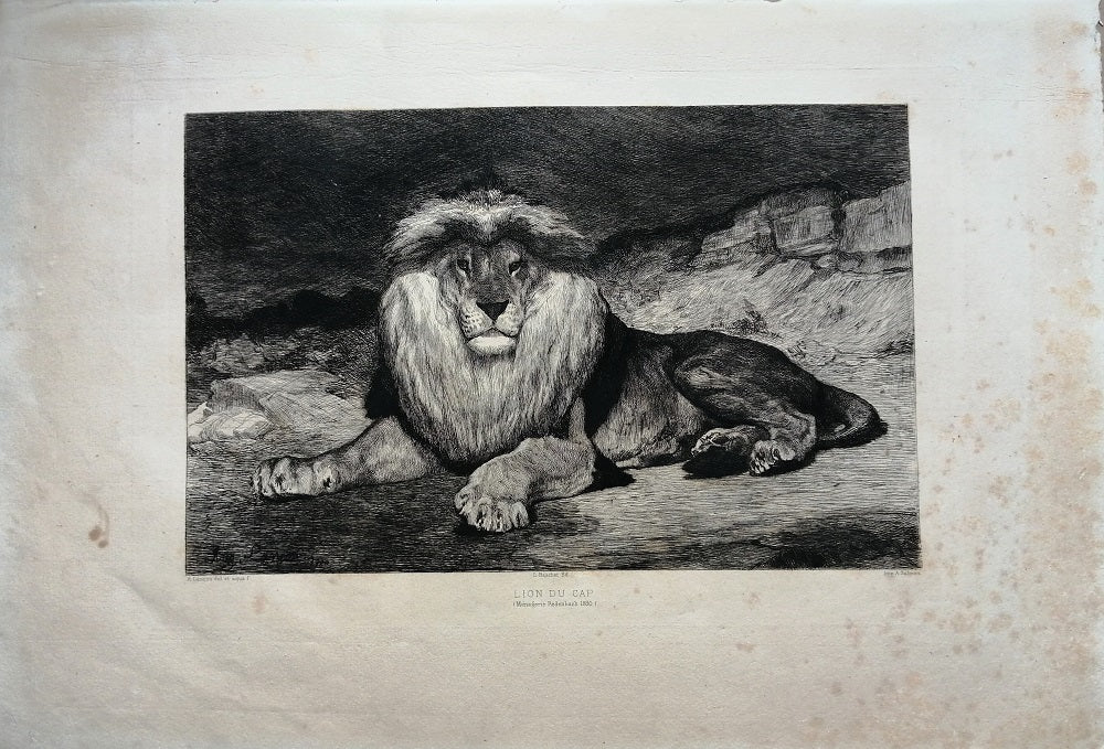 Lançon Lion du Cap (1880)