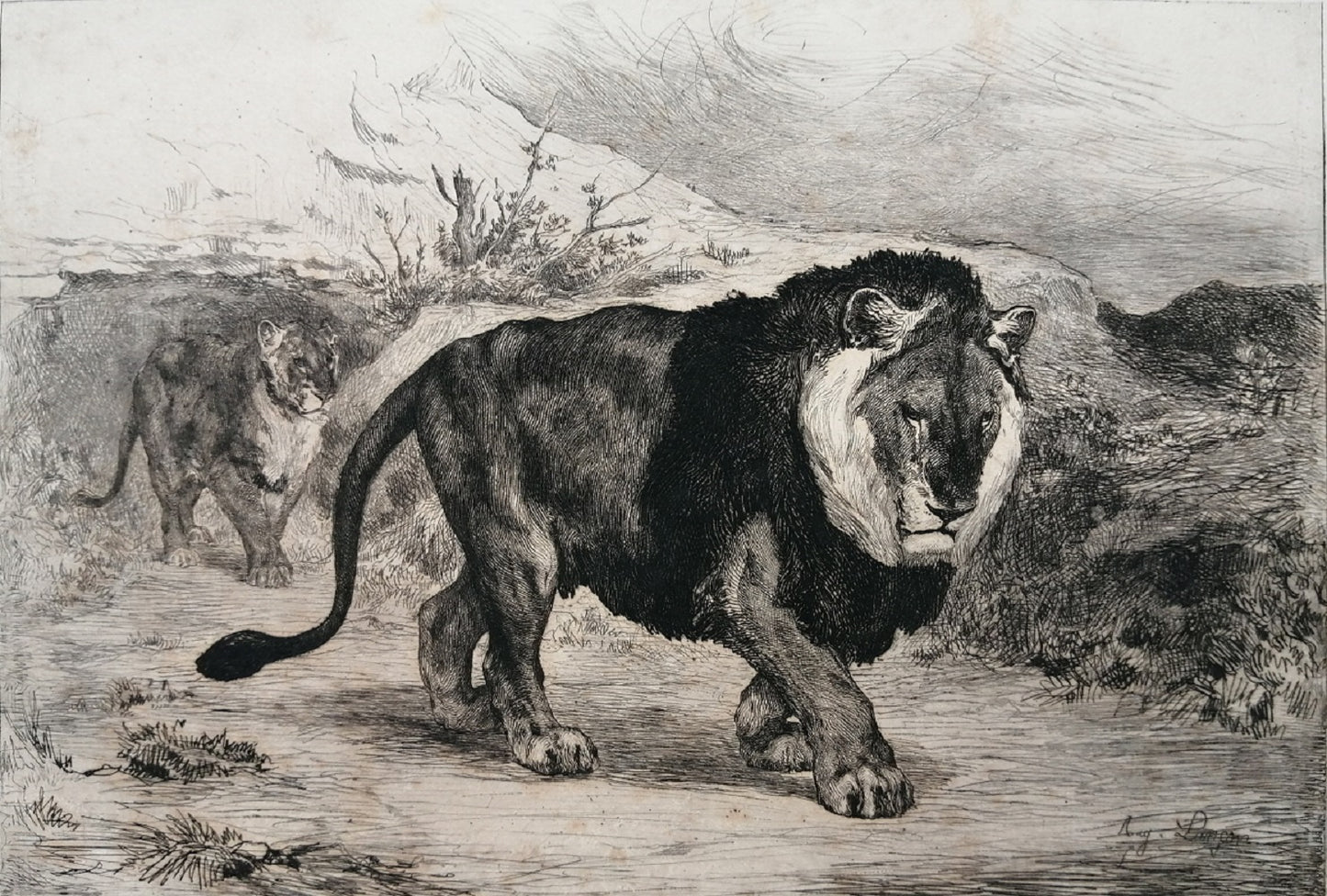 Lançon Lion et lionne de Nubie (1882)